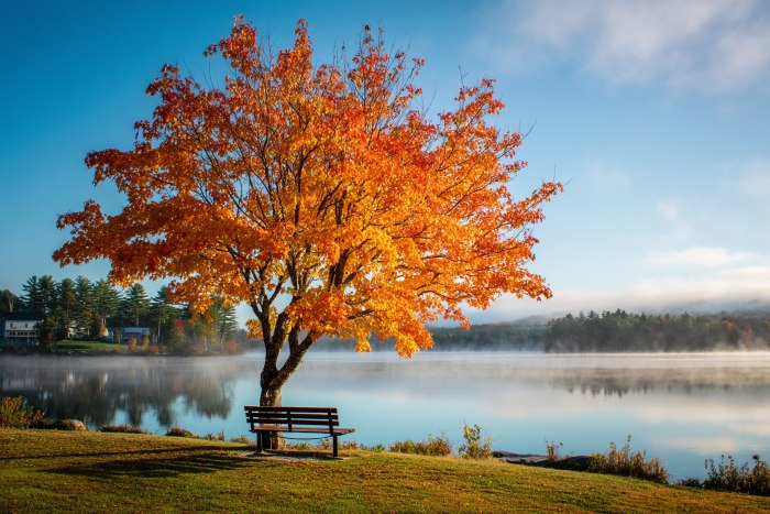 Peaceful lakeside scene with a vibrant autumn tree and bench, symbolizing reflection and comfort offered by Berkeley, NJ funeral home and cremations. 
